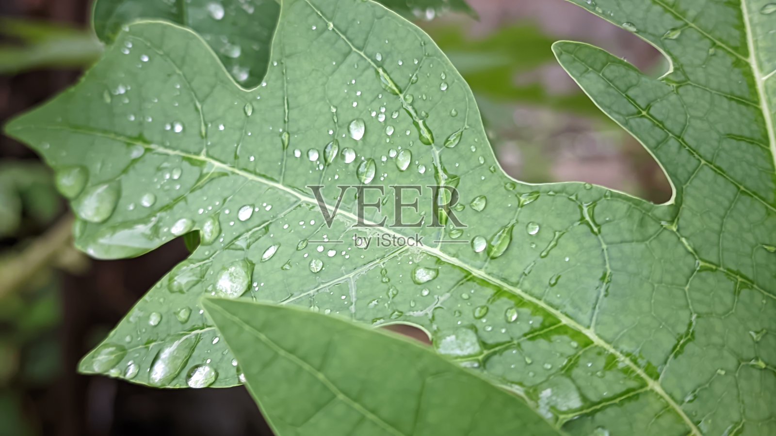 极近距离拍摄木瓜叶子的细节纹理，叶子表面有雨滴照片摄影图片