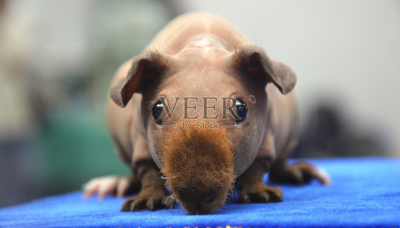 豚鼠照片摄影图片