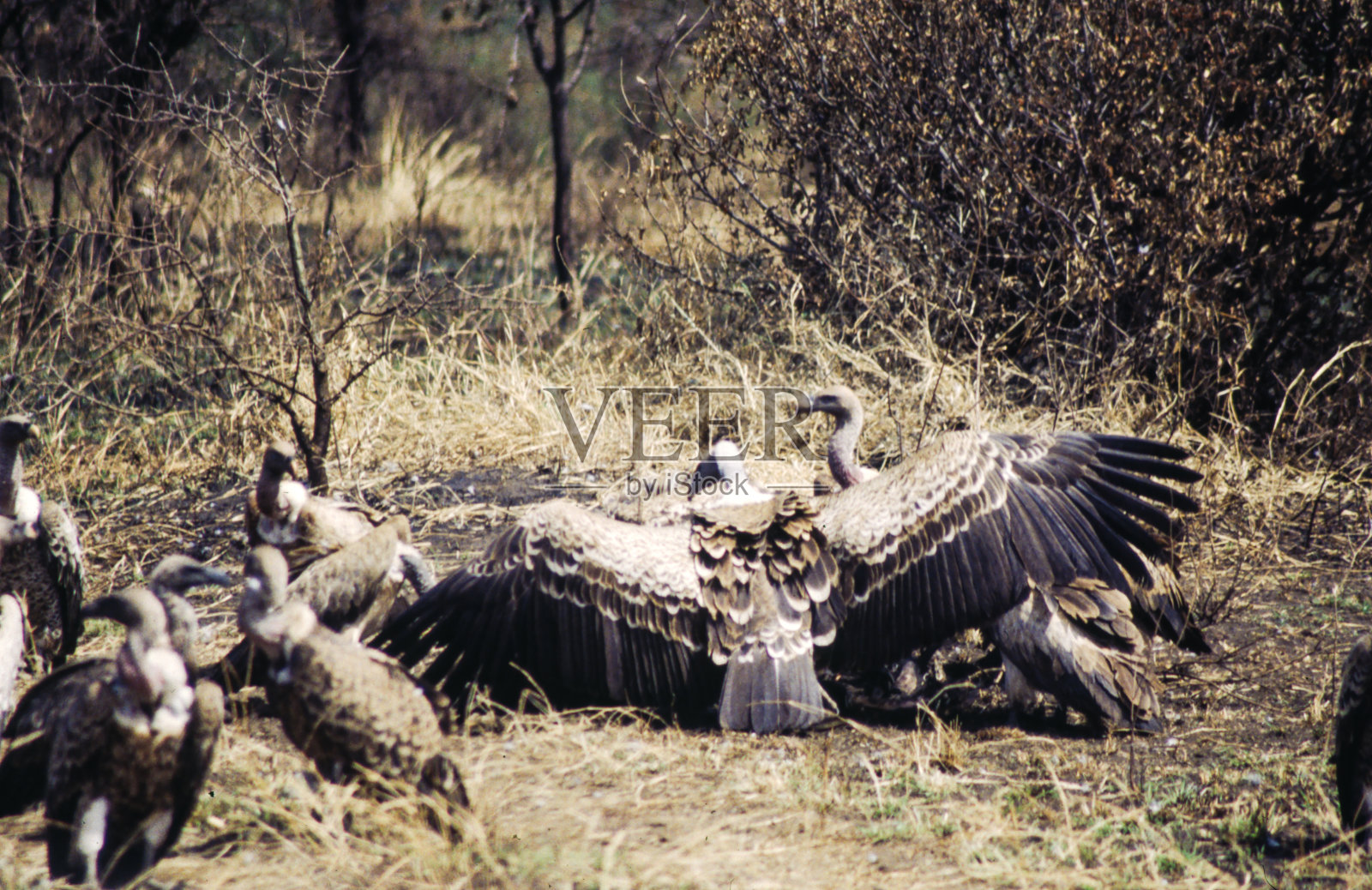 秃鹰照片摄影图片