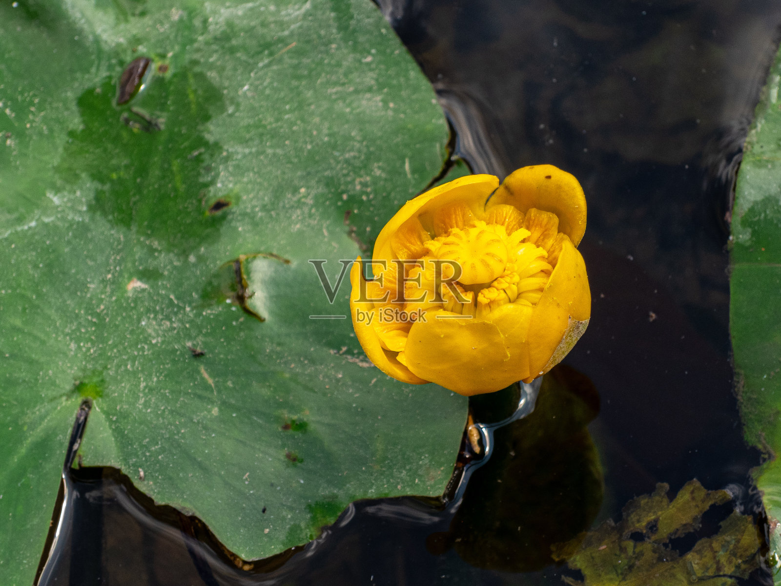 盛开的睡莲花瓣照片摄影图片
