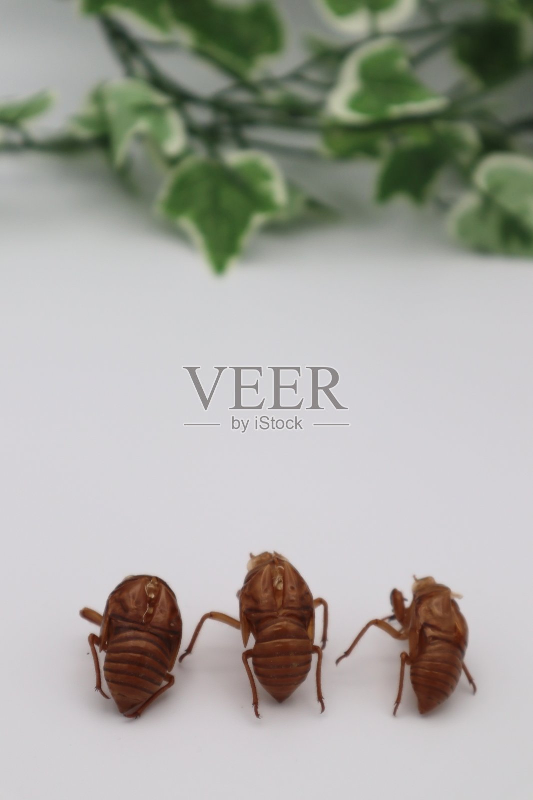 日本蝉壳照片摄影图片