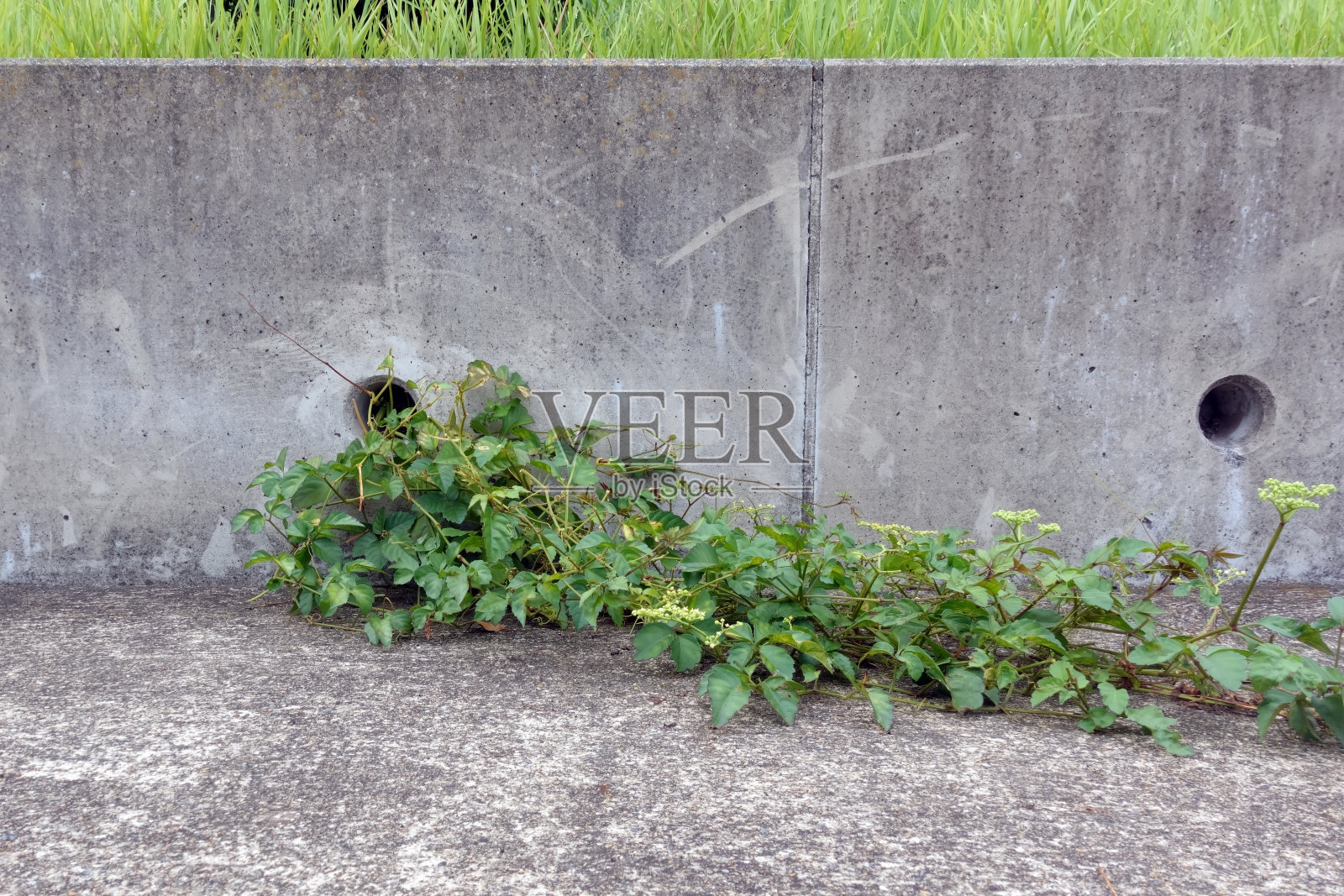 混凝土墙和植物照片摄影图片