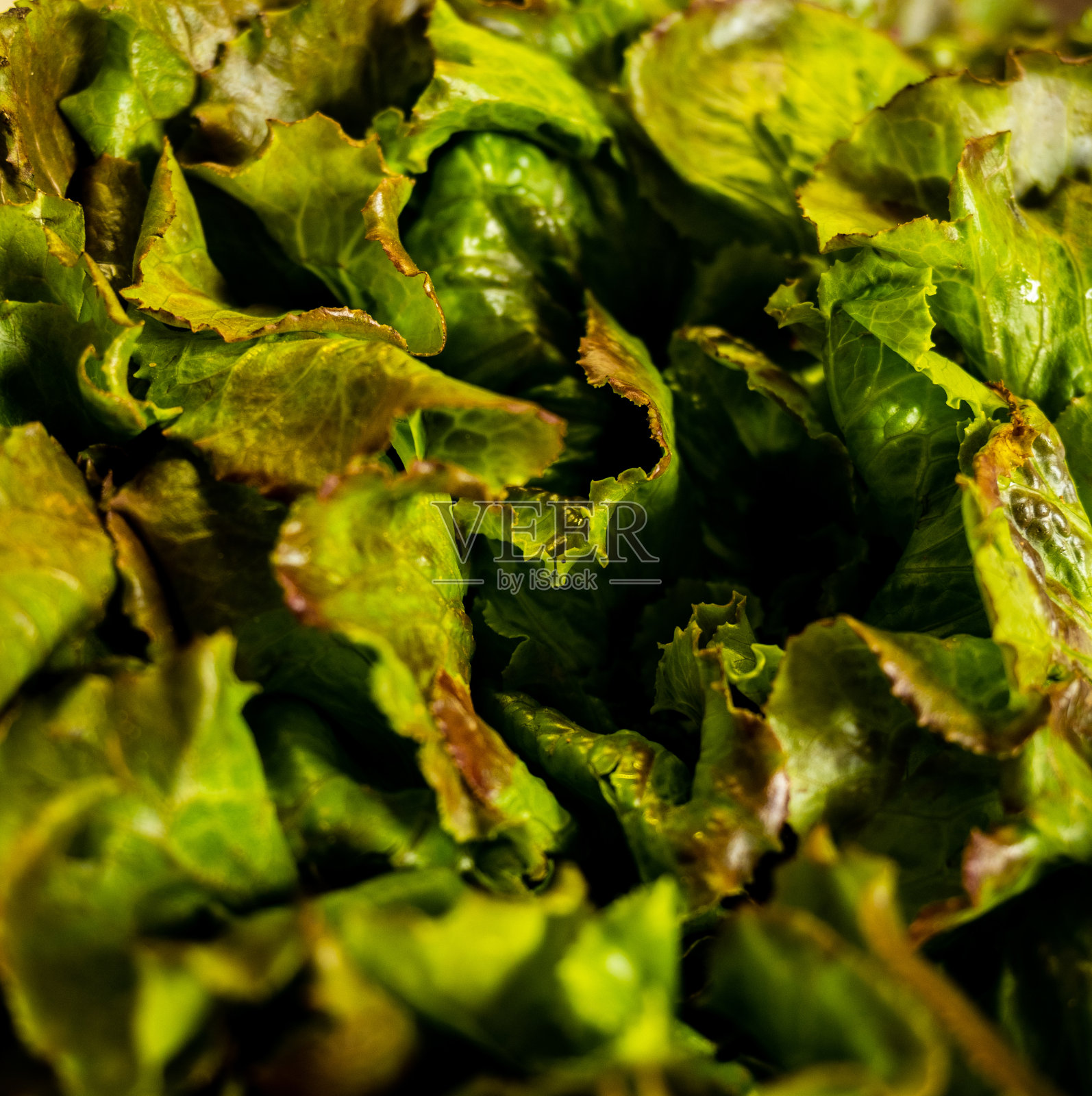 来自当地贸易的新鲜有机绿色生菜照片摄影图片