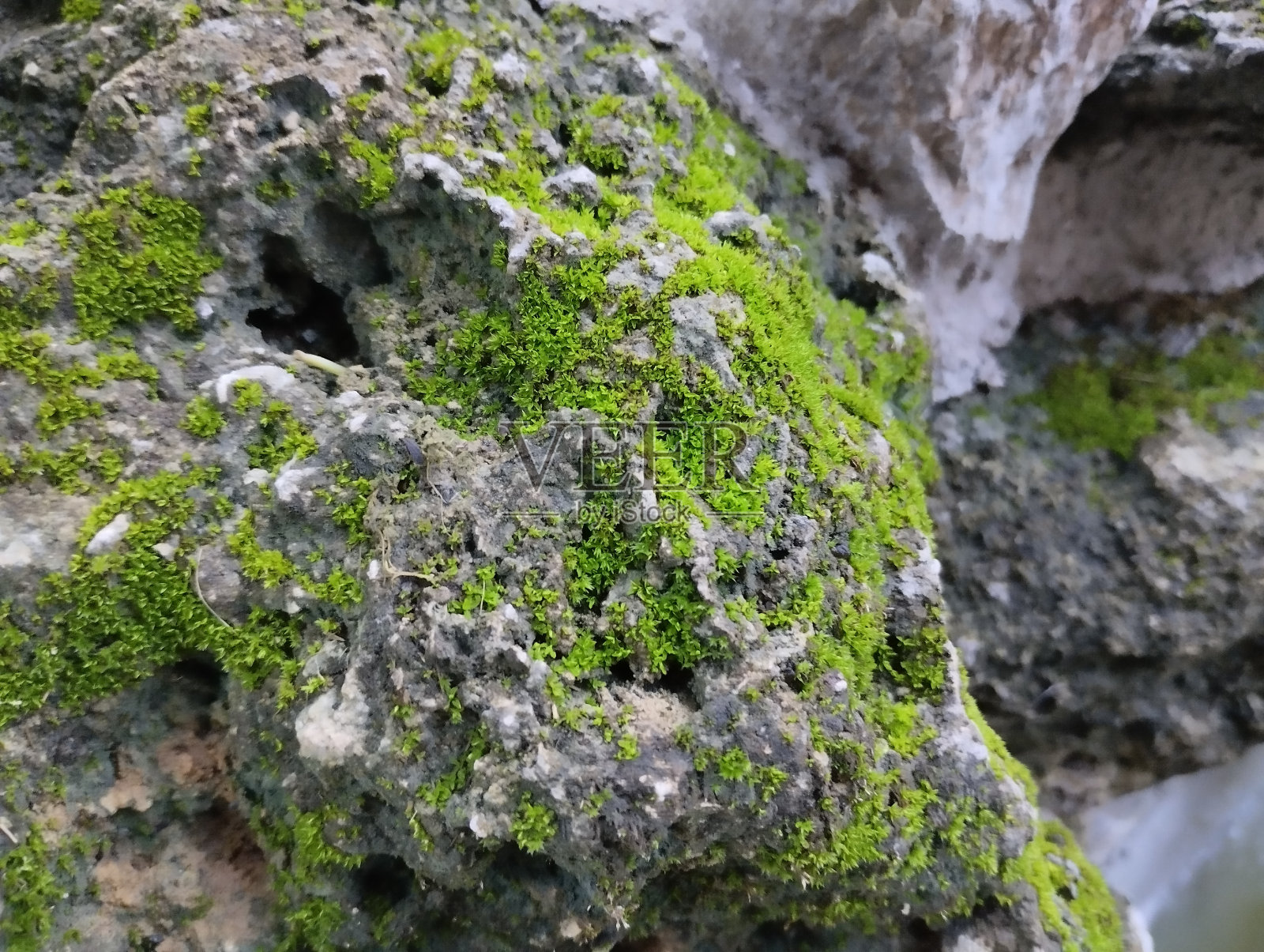石头上的天然绿色苔藓照片摄影图片
