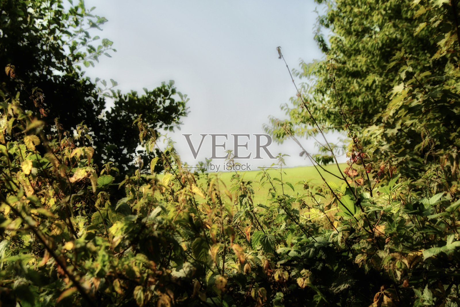 艾尔郡野生植物照片摄影图片