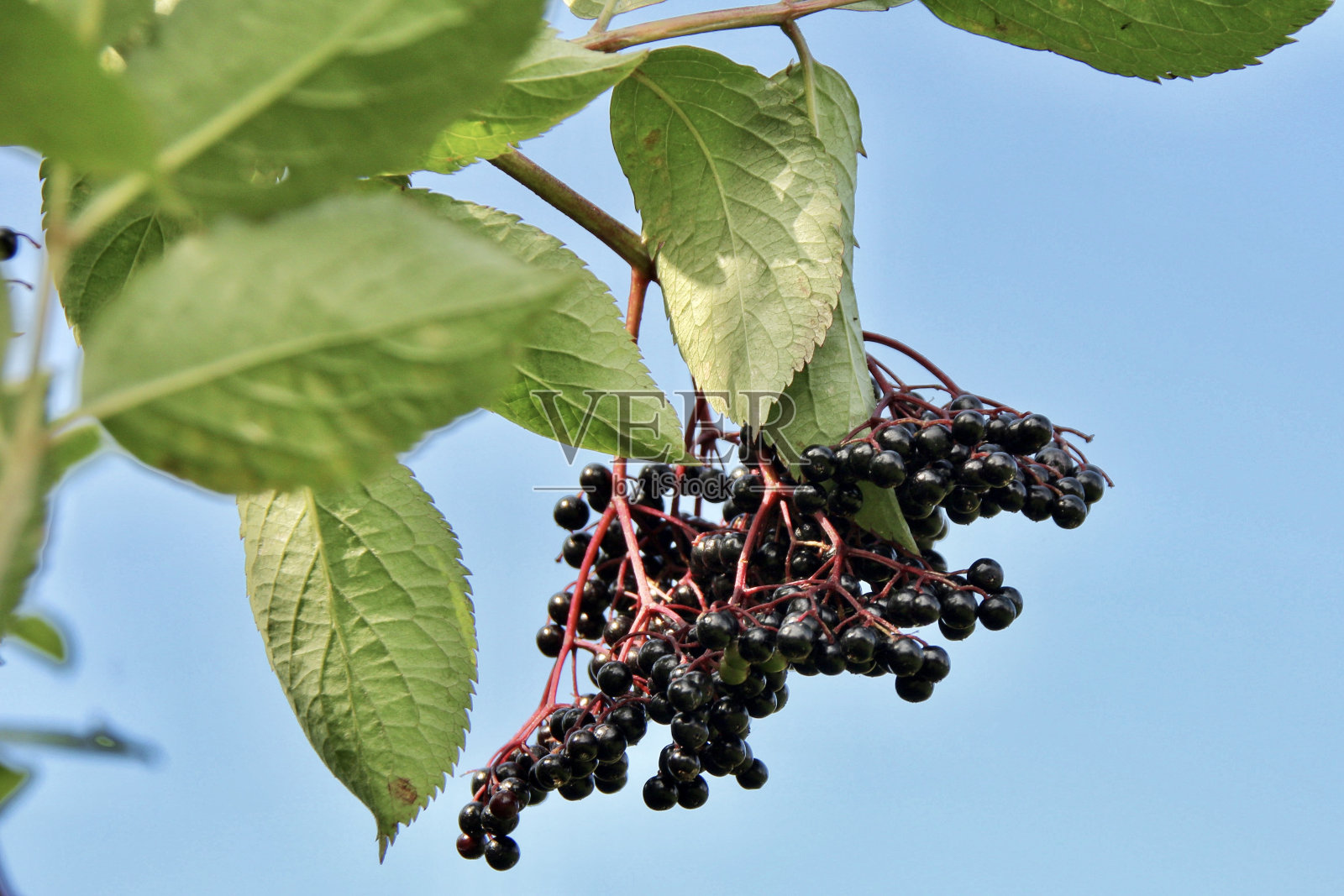苏格兰秋熟接骨木果照片摄影图片
