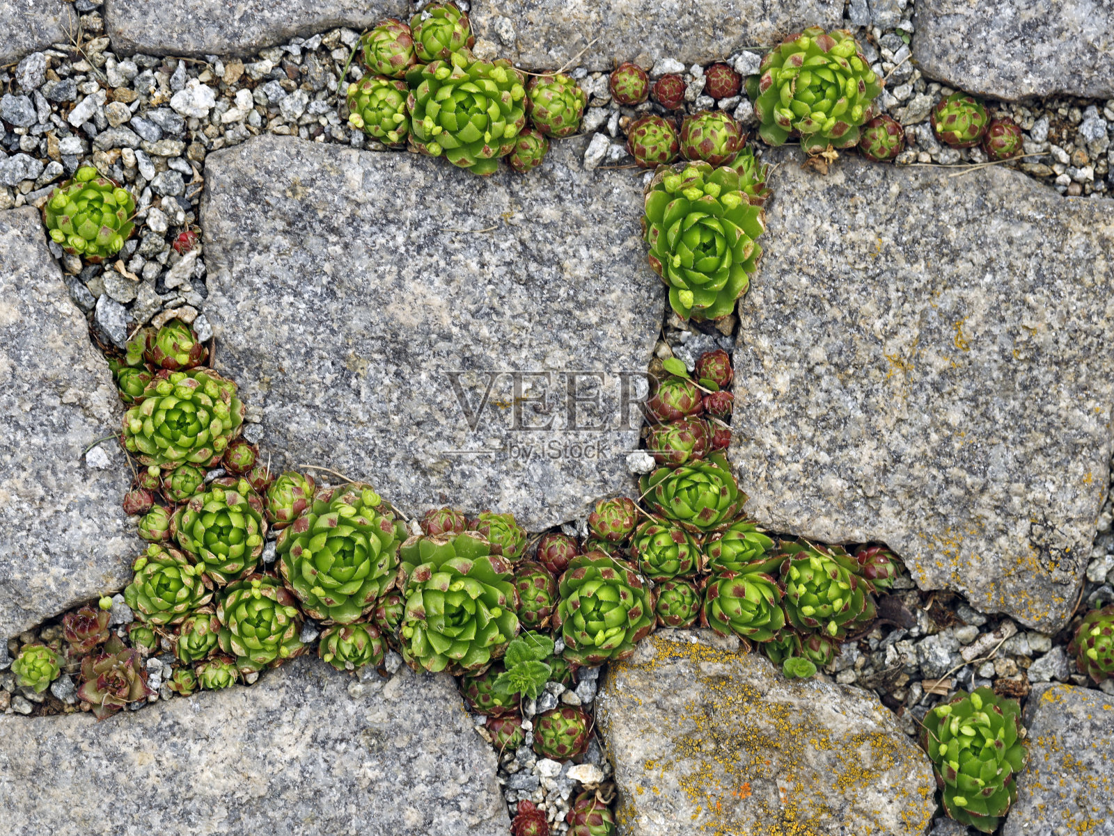 石玫瑰或永恒的花岗岩之间的石头，在赋格生长的房屋的顶部视图照片摄影图片