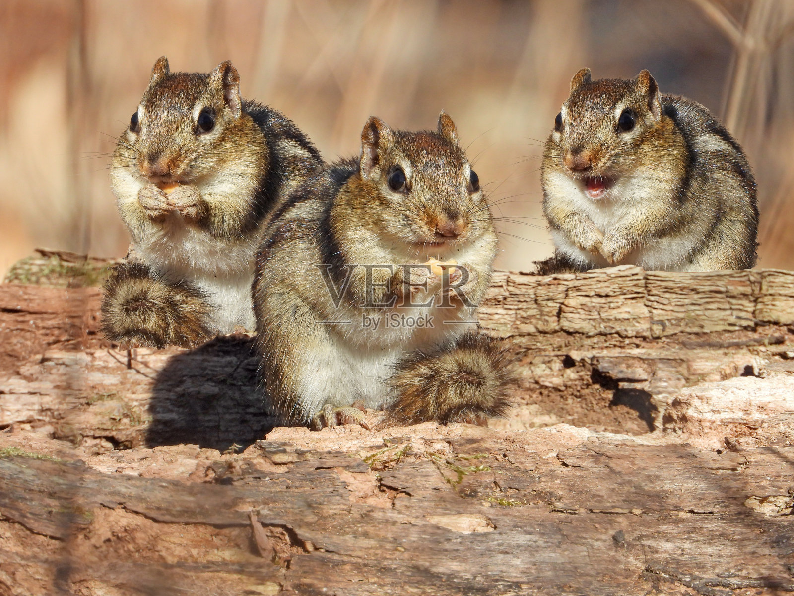 东部花栗鼠(Tamias striatus)北美哺乳动物合成照片照片摄影图片