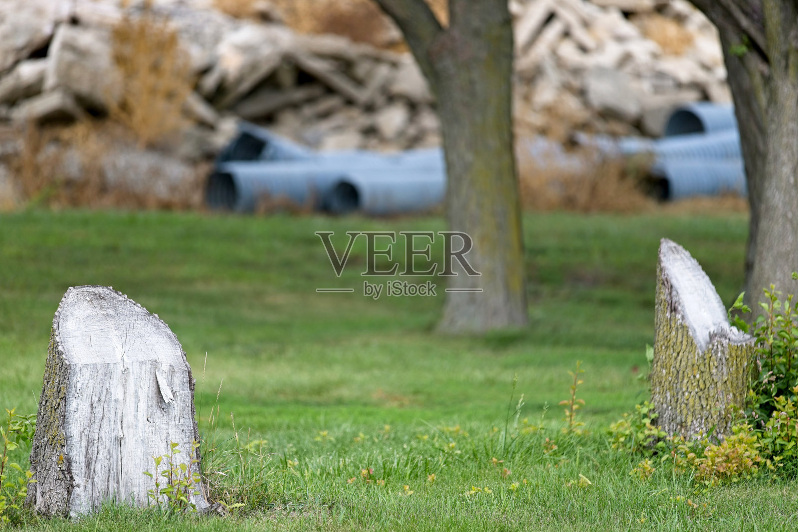 树桩成一定角度20230906_ALX_6430照片摄影图片