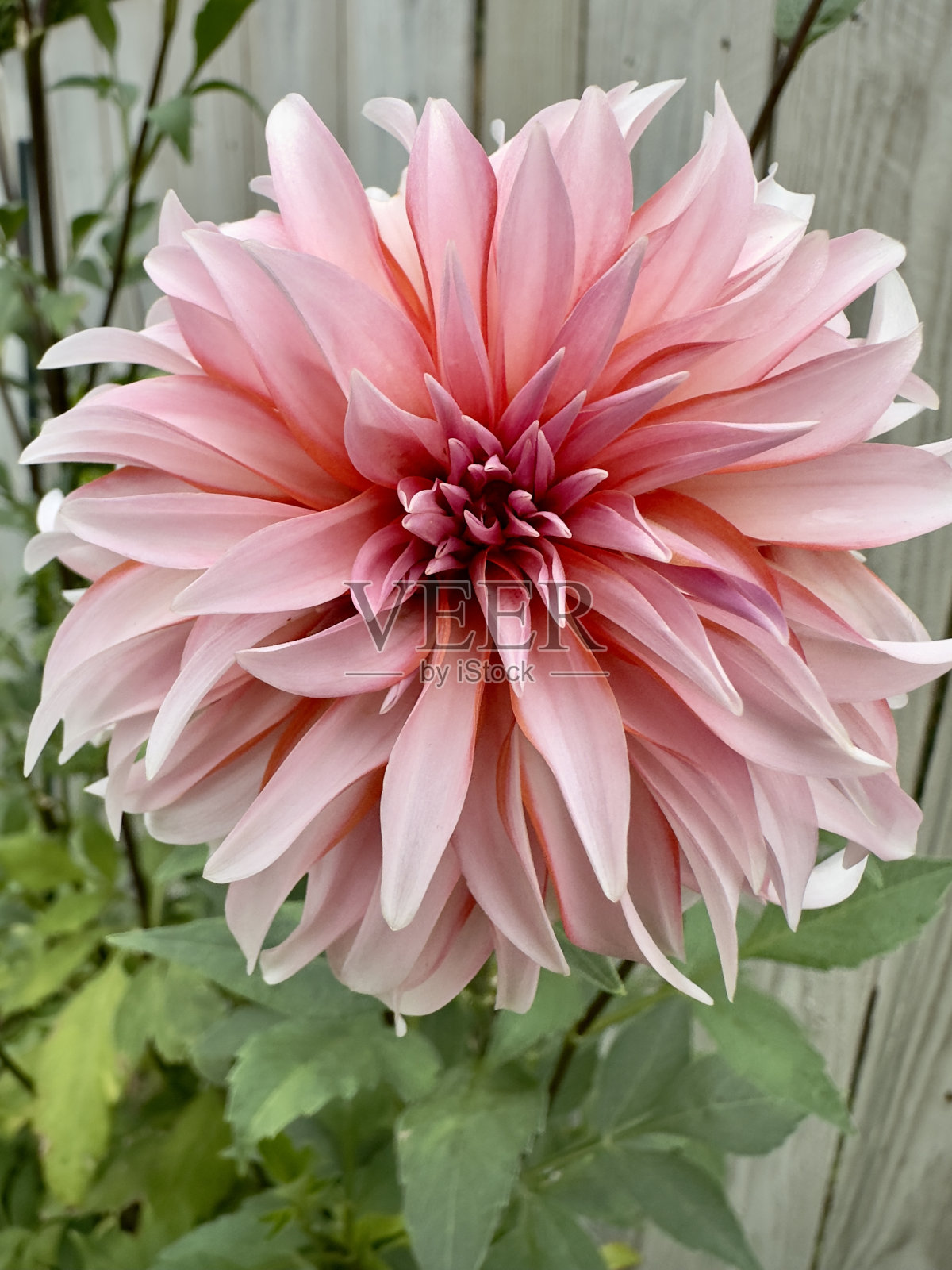 花园里的大丽花叫圣诞老人照片摄影图片