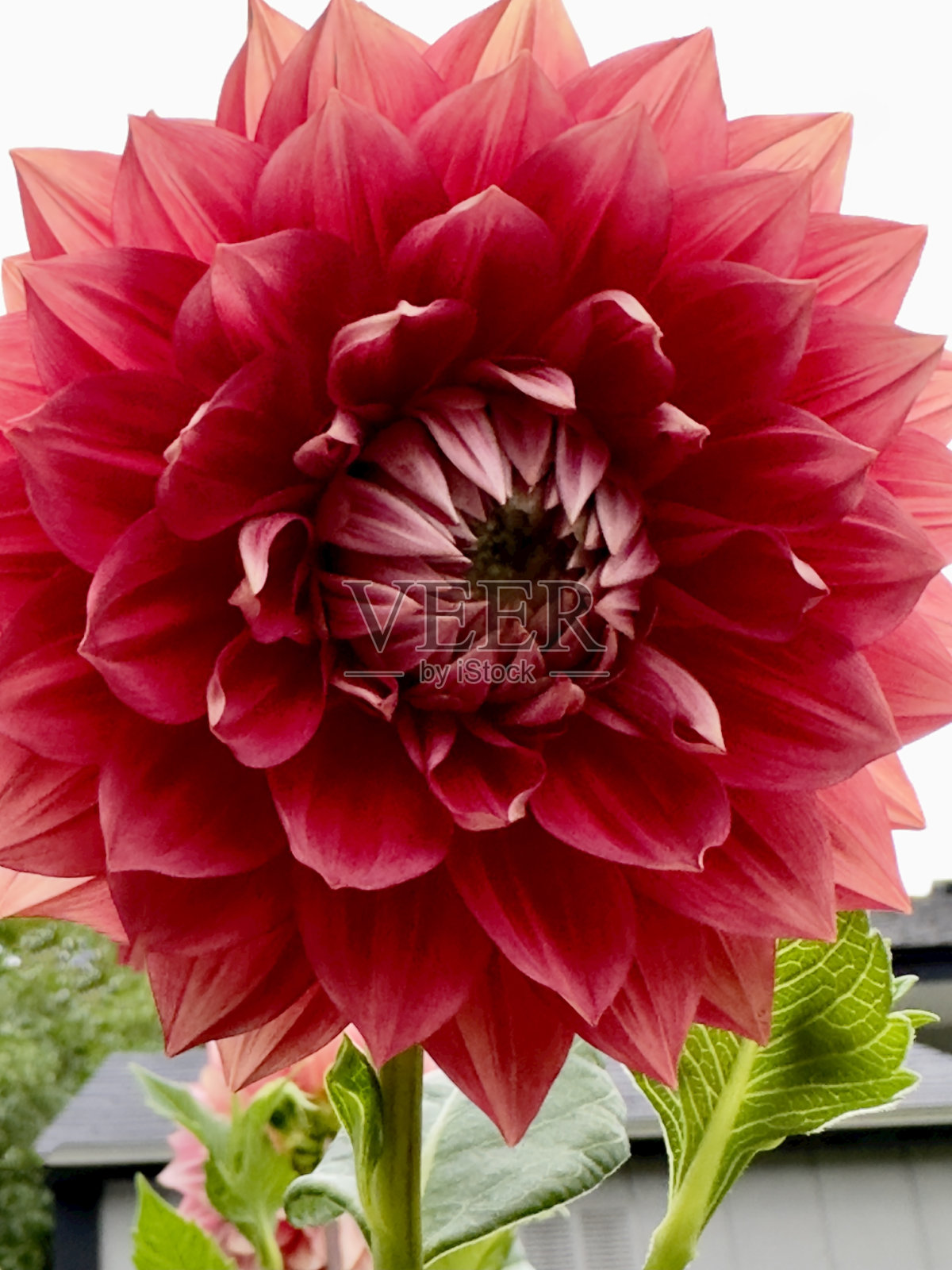 大丽花园照片摄影图片