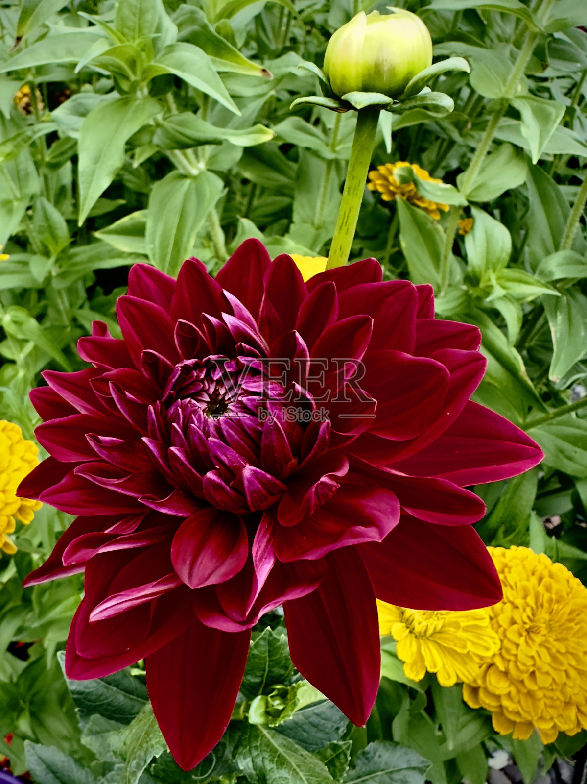 大丽花园照片摄影图片