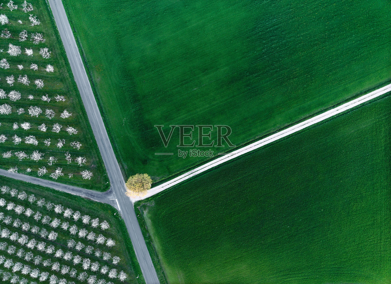 梅树田野垂直无人机视图照片摄影图片