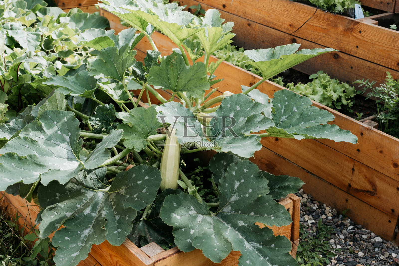 花园床上的一丛西葫芦。照片摄影图片