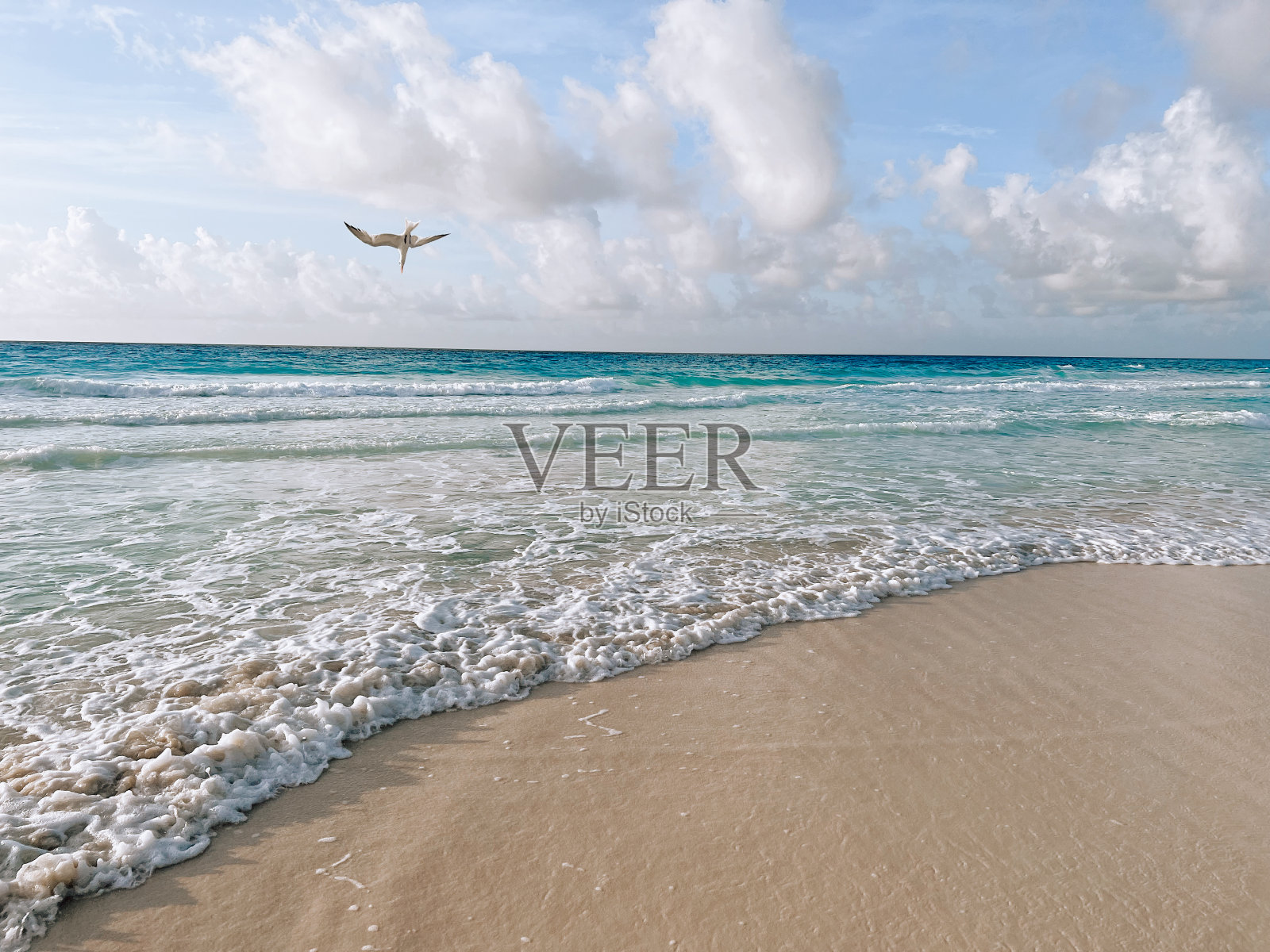 潜水鸟照片摄影图片