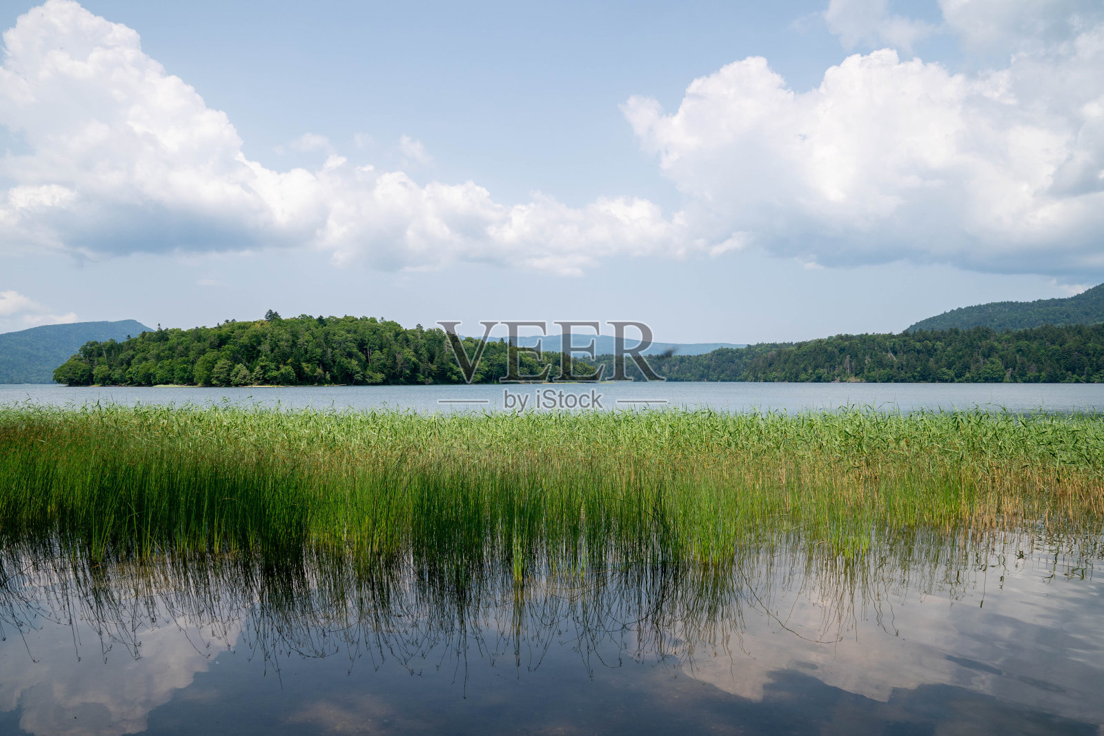 簇簇的水草在前景中，一个小岛在日本北海道阿坎湖的背景下。照片摄影图片