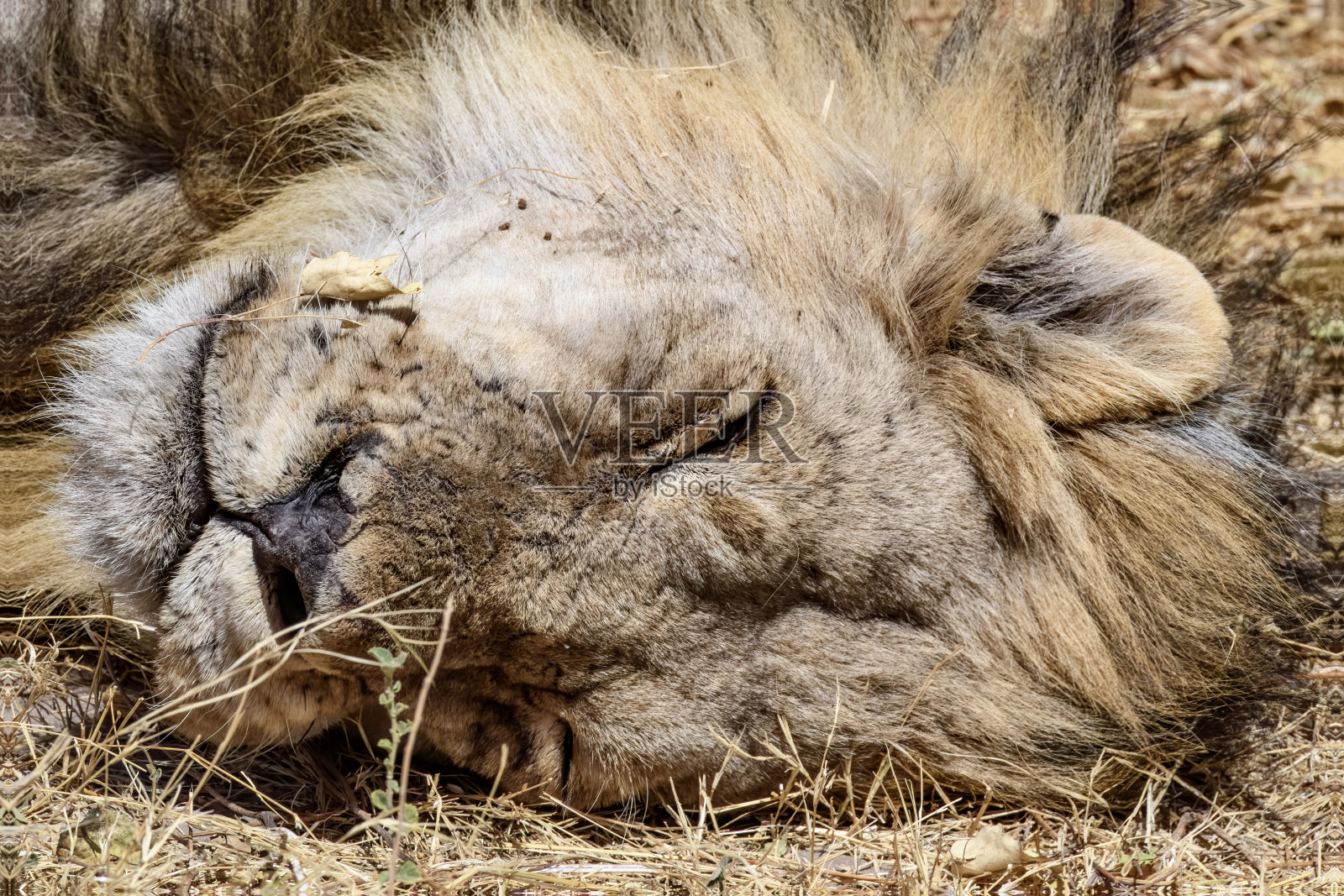 一只熟睡的雄性非洲狮的头部特写照片摄影图片