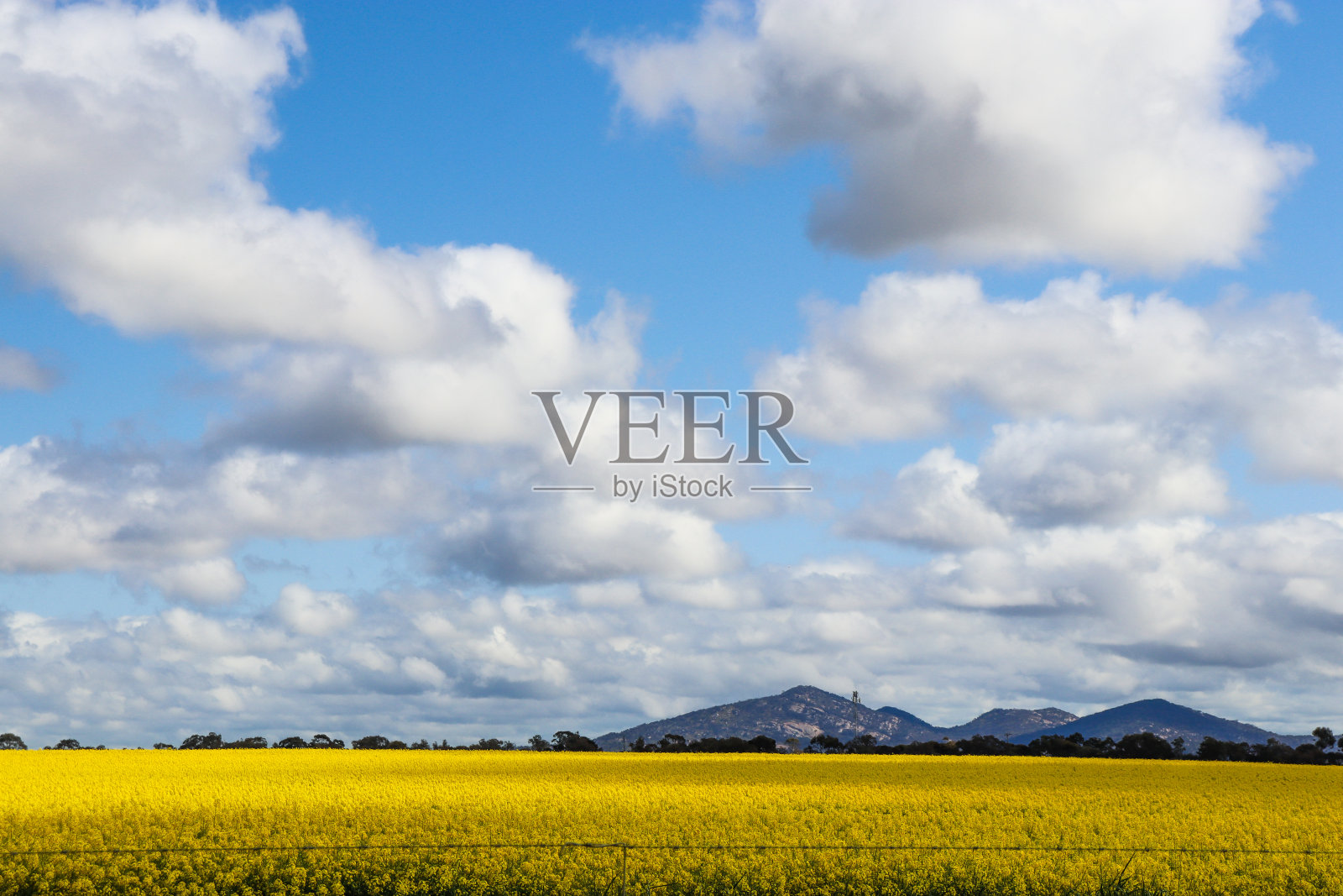 黄花油菜地和幽阳山脉为背景照片摄影图片