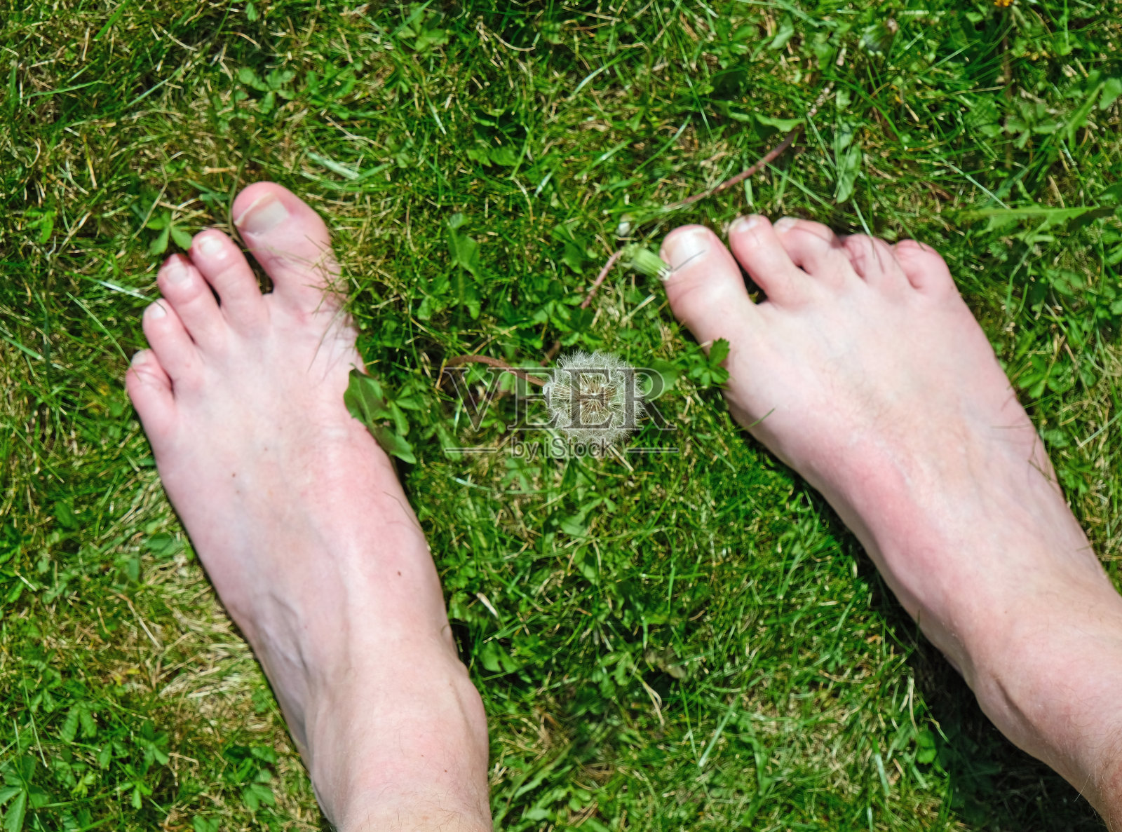 赤脚白人男子在绿草地上，展示接地或接地的实践照片摄影图片