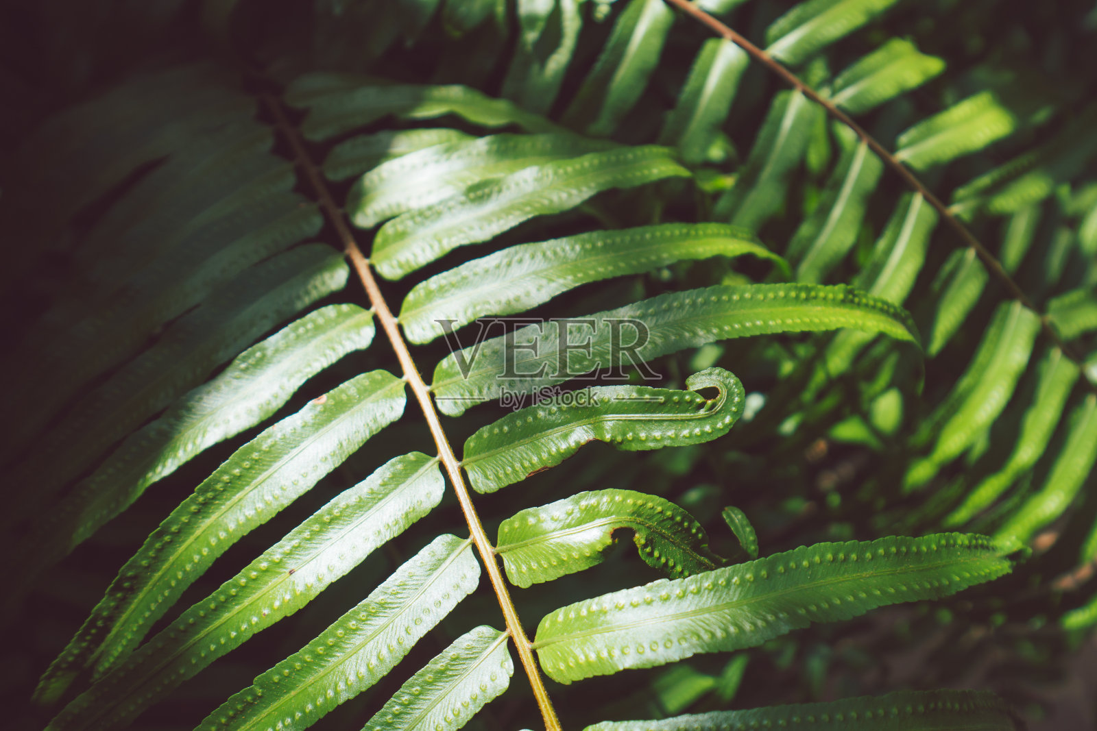 植物园内的蕨类植物照片摄影图片