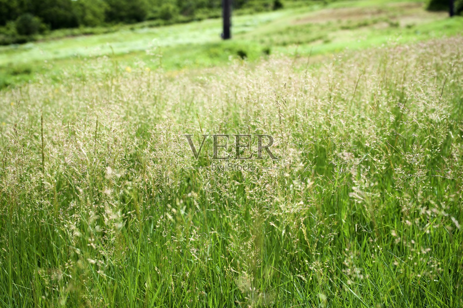 田野里的绿草。照片摄影图片