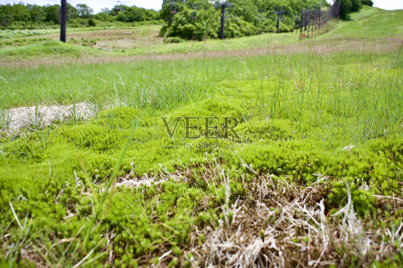 日本山上的绿草地。照片摄影图片