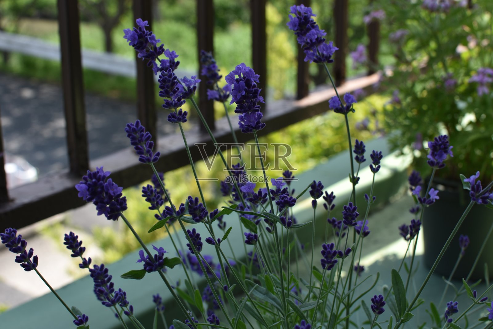 薰衣草照片摄影图片