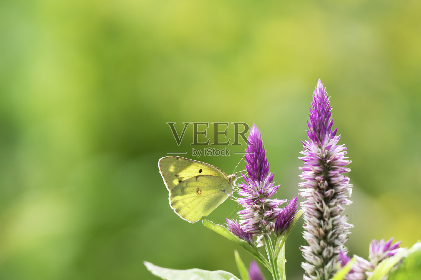 一只黄色的蝴蝶正在吮吸鸡冠花的花蜜照片摄影图片
