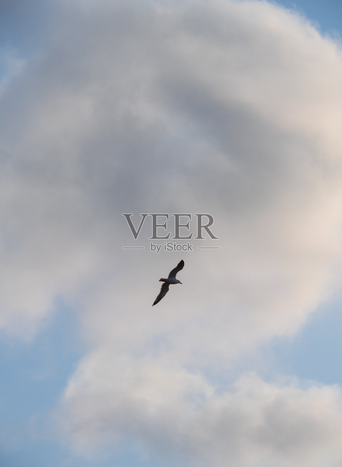 希腊上空的海鸥照片摄影图片