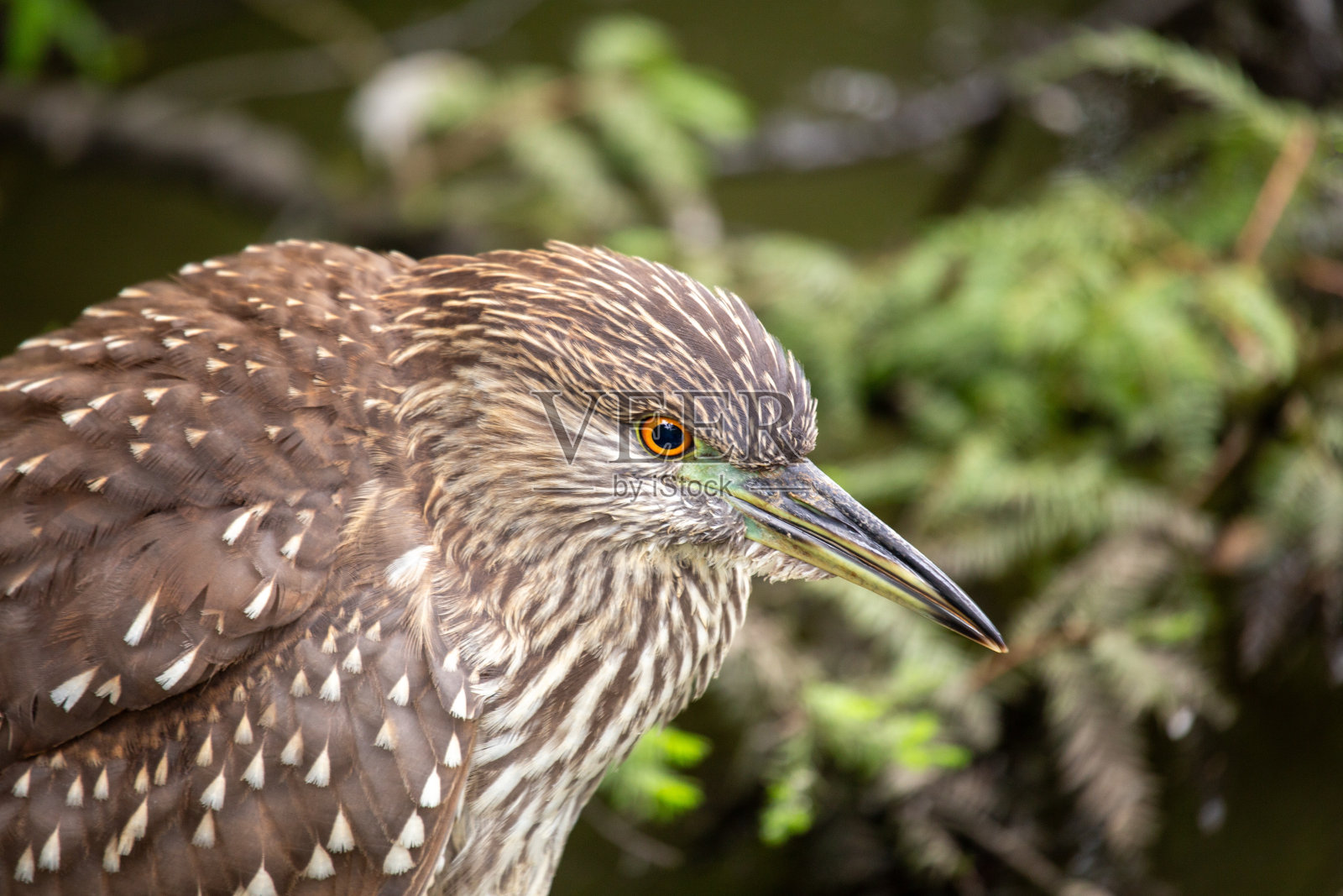 加州的黑冠夜鹭(Nycticorax)幼鸟照片摄影图片