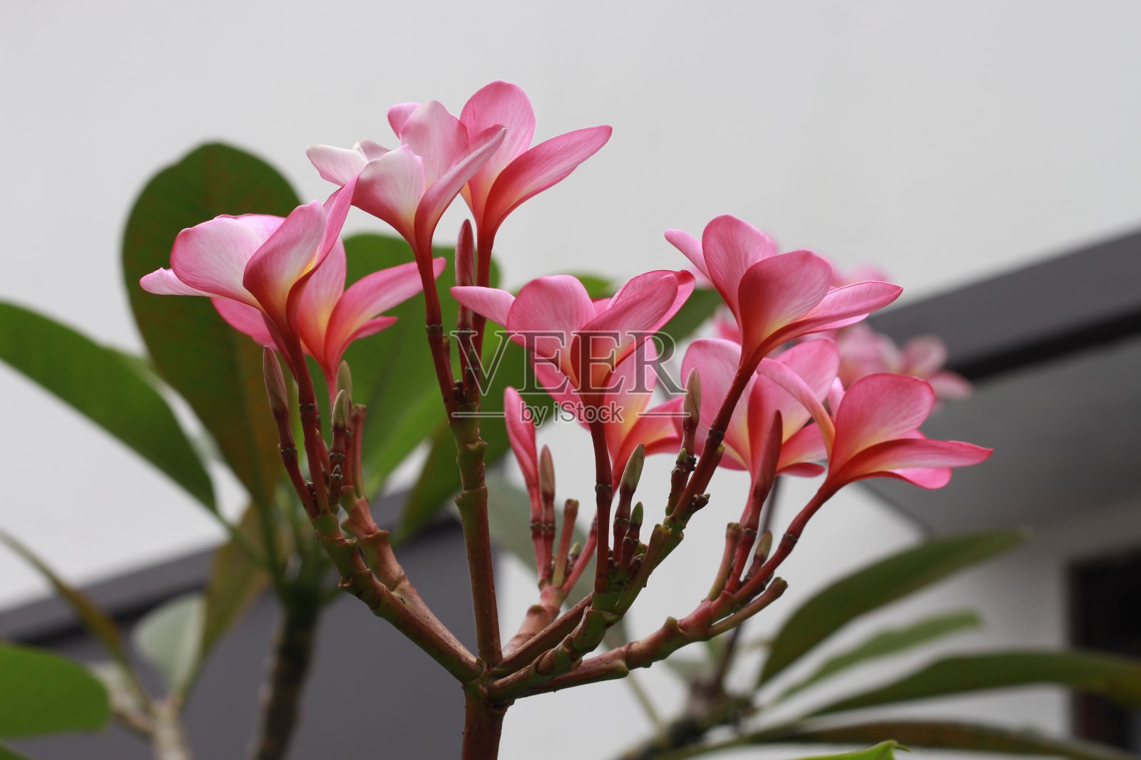 鸡蛋花或凤仙花或凤仙花照片摄影图片