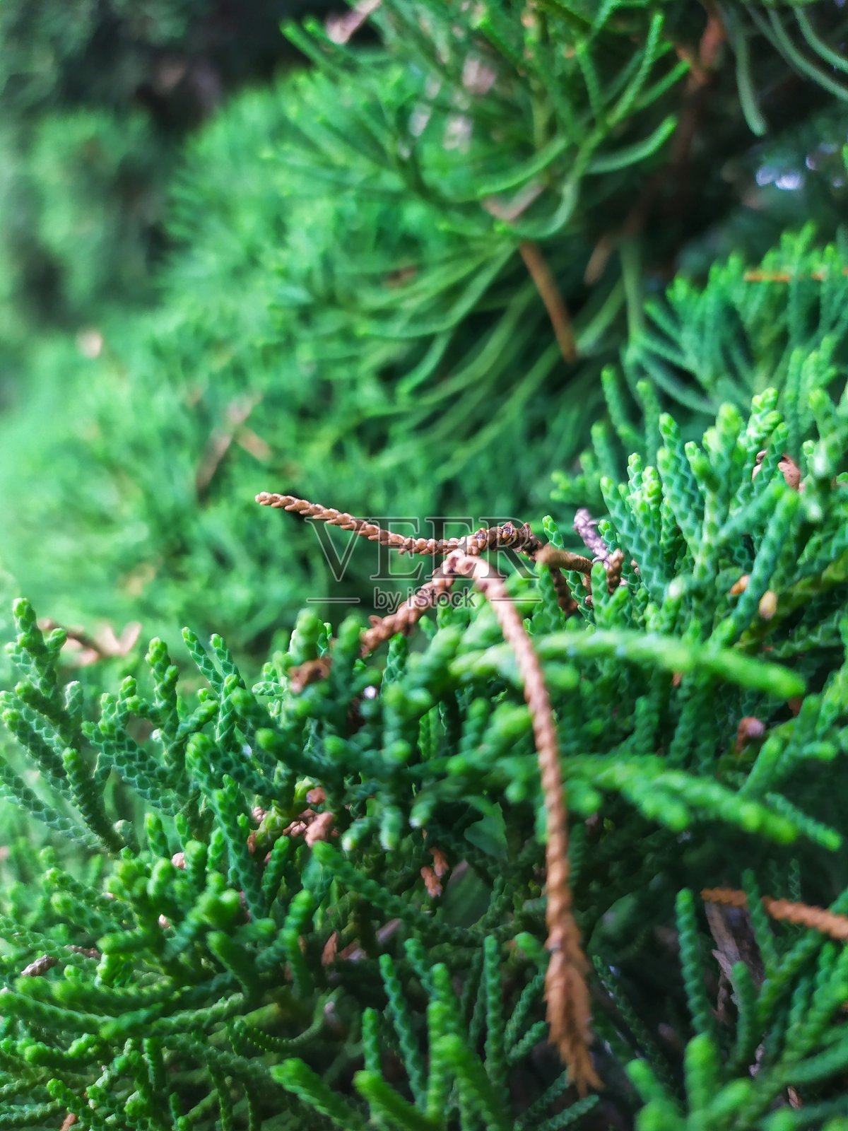 绿色的松叶在模糊的背景下近距离拍摄照片摄影图片