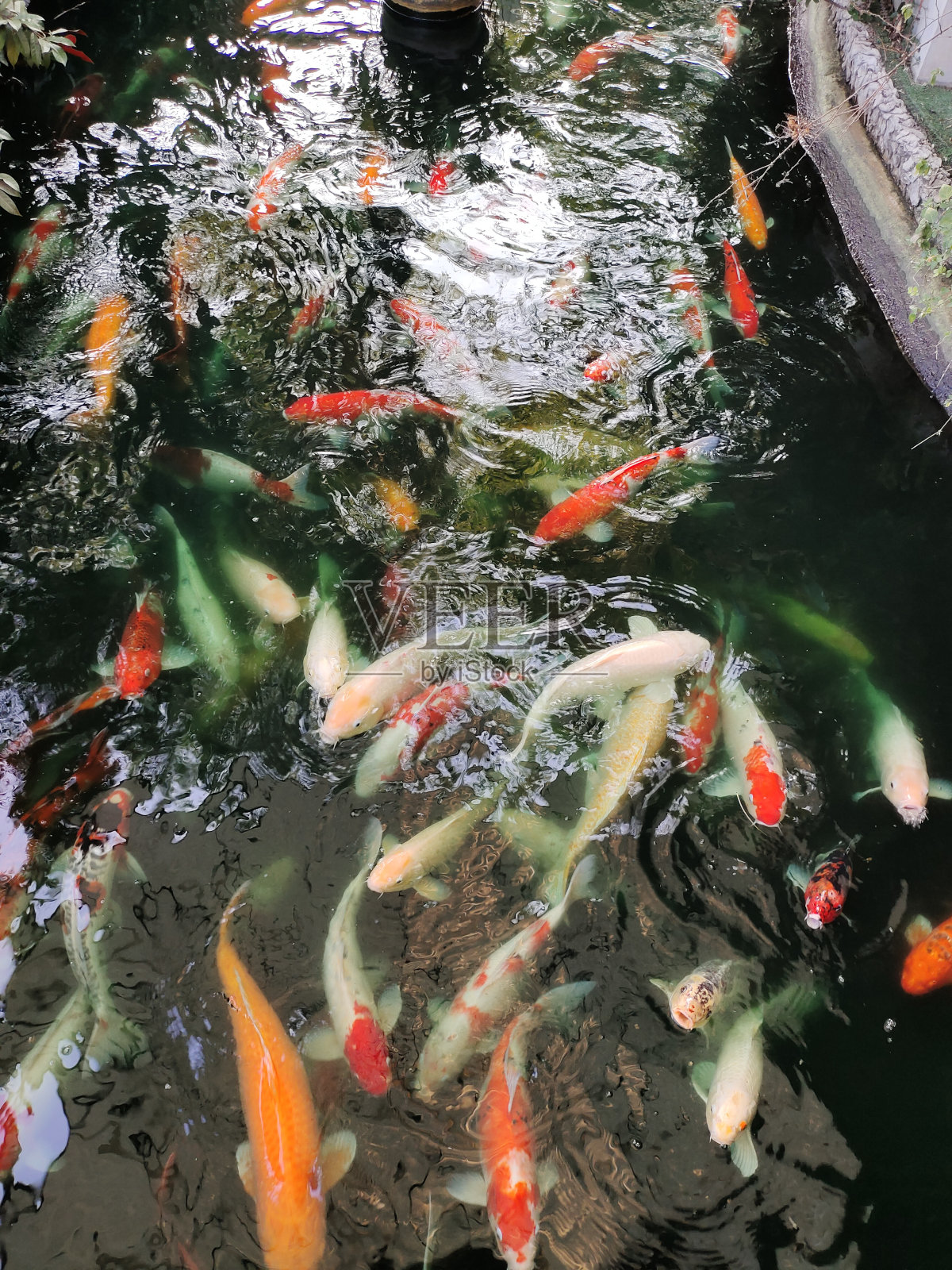 游泳鲤鱼照片摄影图片