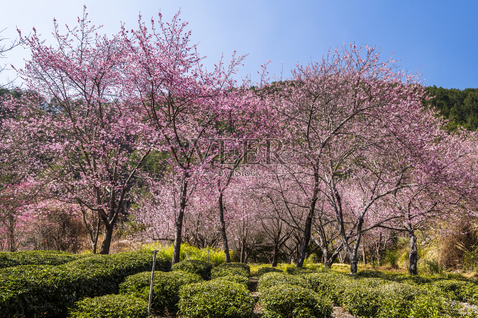 台湾台中的武陵农场。照片摄影图片