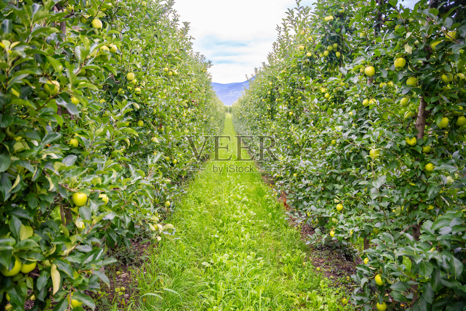 意大利圣彼得罗镇南蒂罗尔苹果种植园里的青苹果照片摄影图片