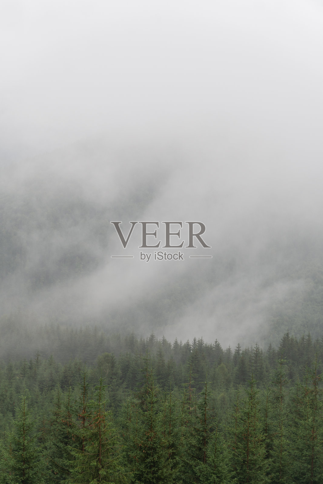 美丽的清晨森林全景被低云覆盖。山间的秋雾。雾蒙蒙的秋天林地。长满森林的山坡上青翠的松树。喀尔巴阡山,乌克兰。照片摄影图片