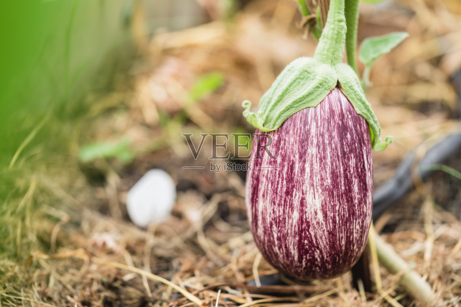 茄子植株特写照片摄影图片