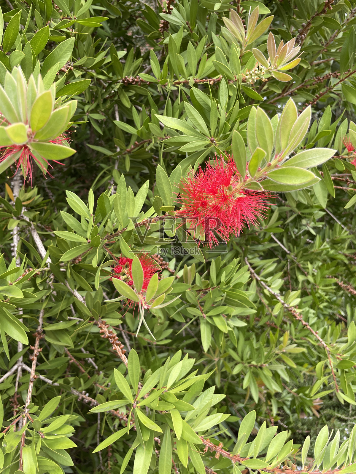 瓶刷属的一种照片摄影图片