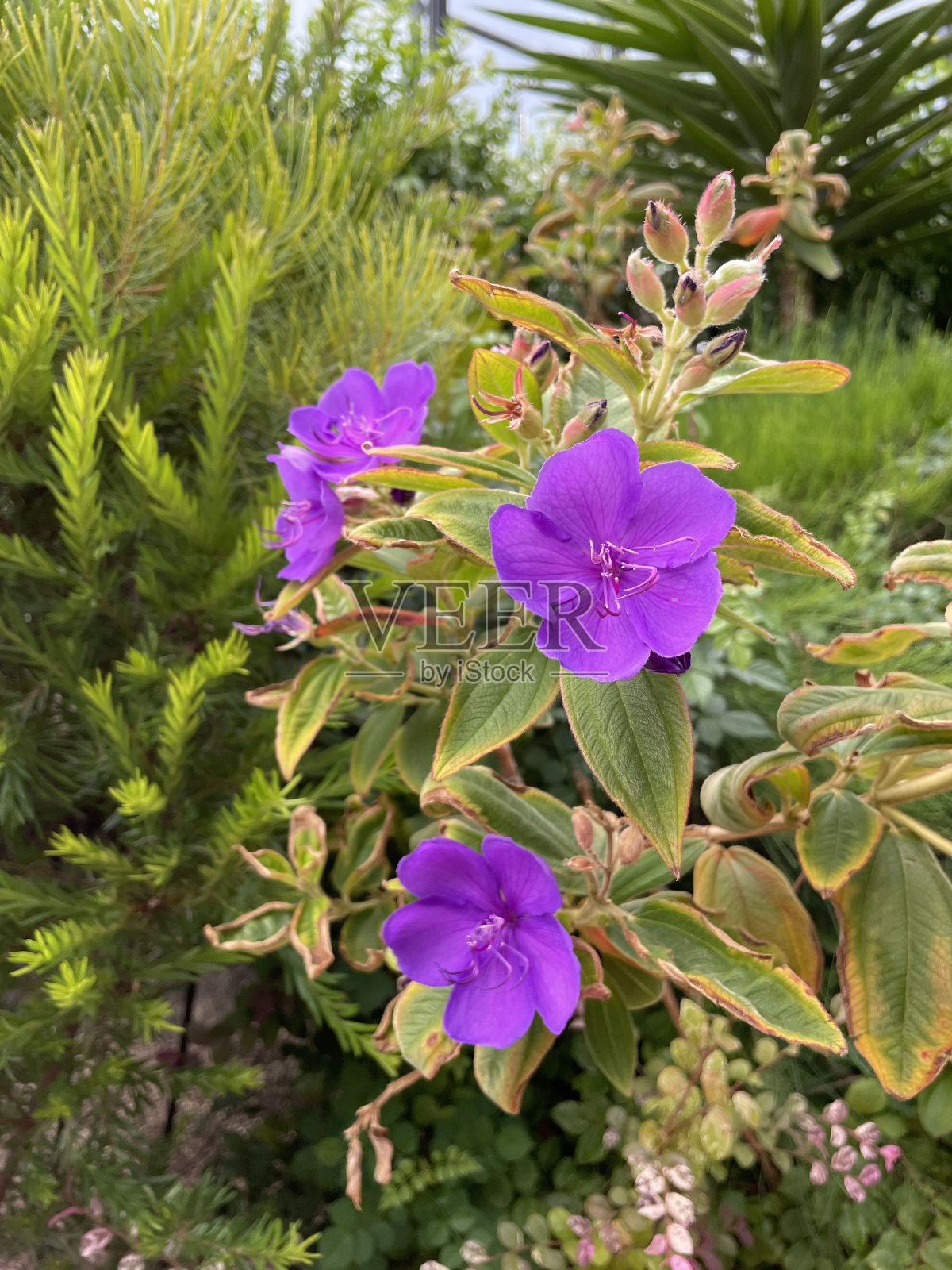 杜鹃花丛公主花照片摄影图片