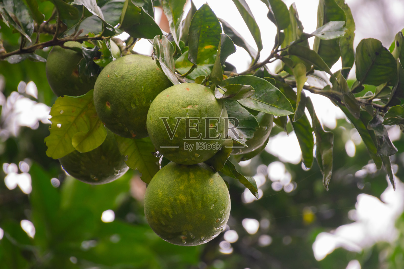 大的绿色柚子果实在树枝上照片摄影图片