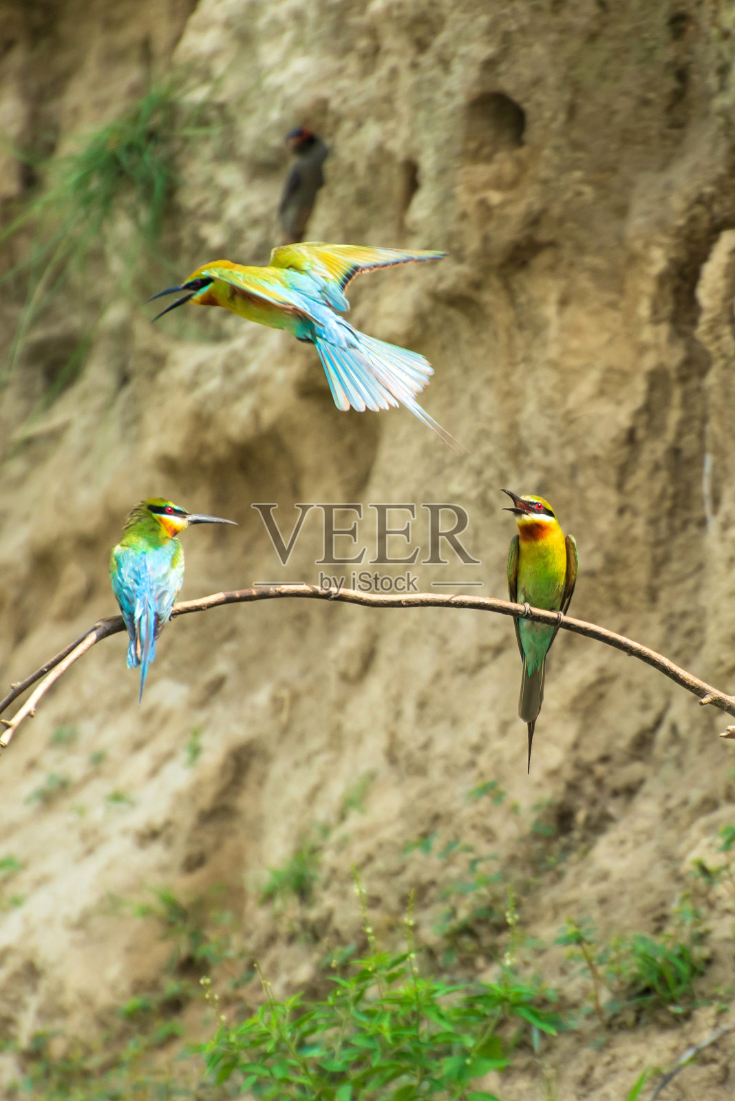 蓝尾蜂照片摄影图片