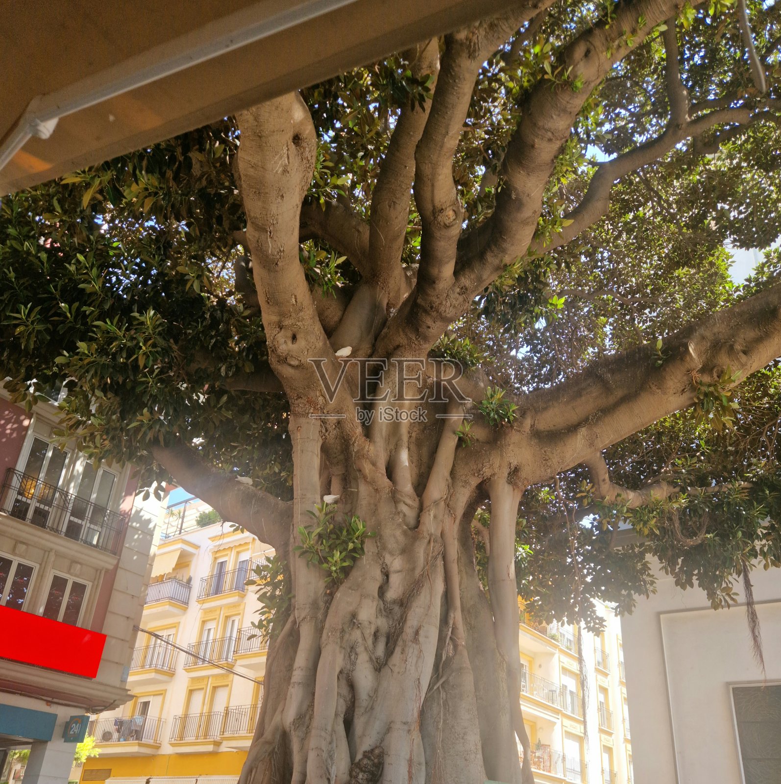 榕属植物照片摄影图片