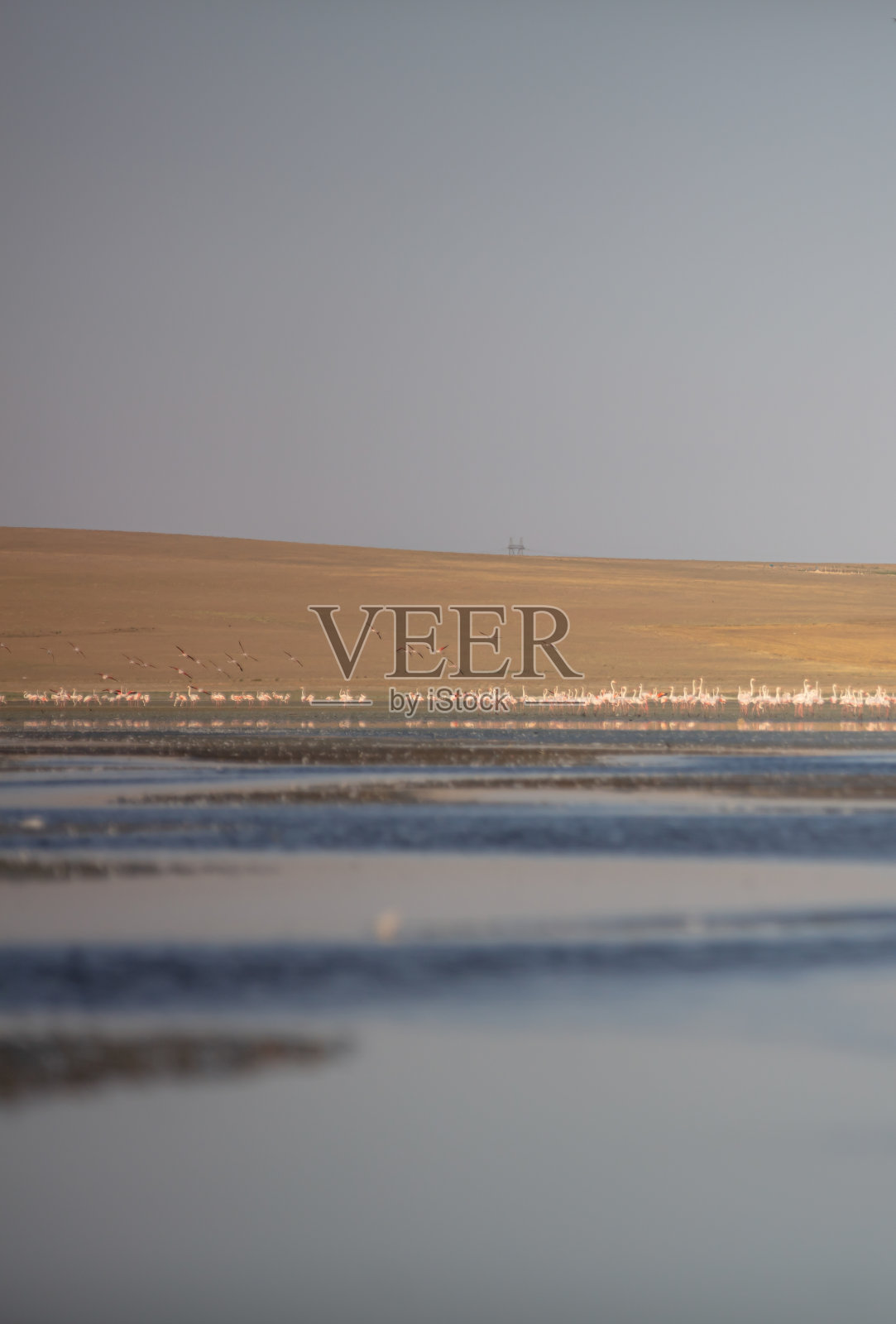 景观中的火烈鸟群。照片摄影图片