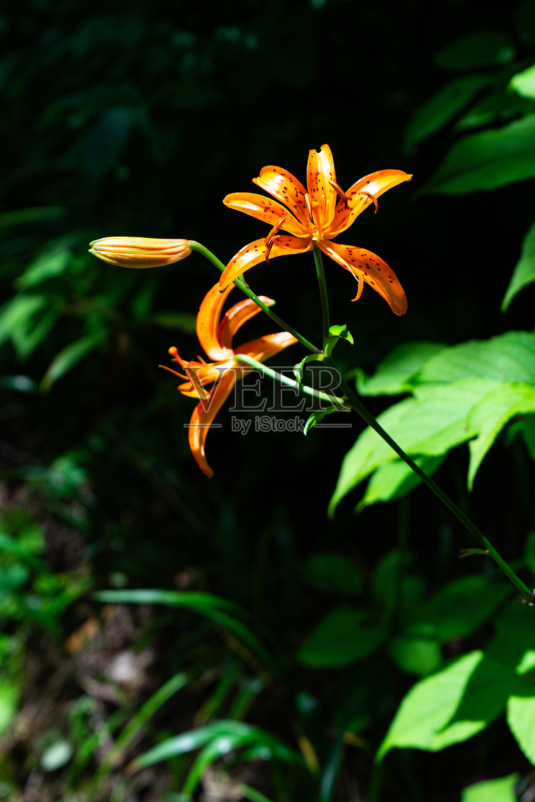 花照片摄影图片