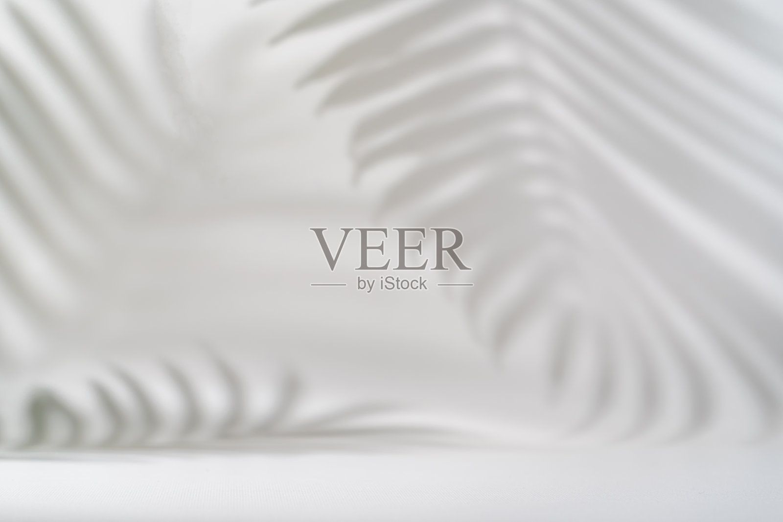 热带树叶的影子照片摄影图片