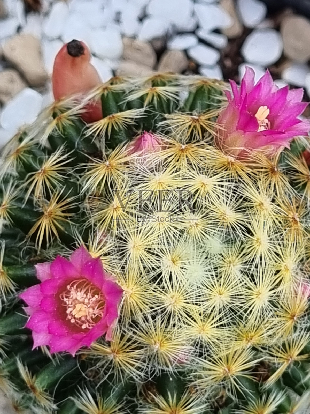 仙人掌照片摄影图片