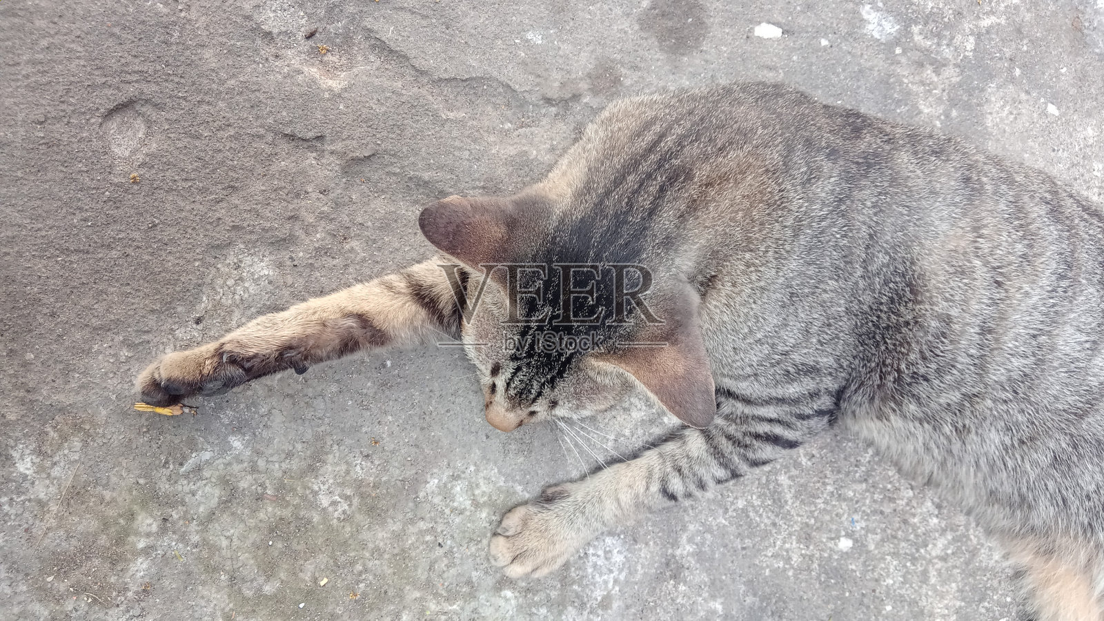 又困又懒的猫的活动照片摄影图片