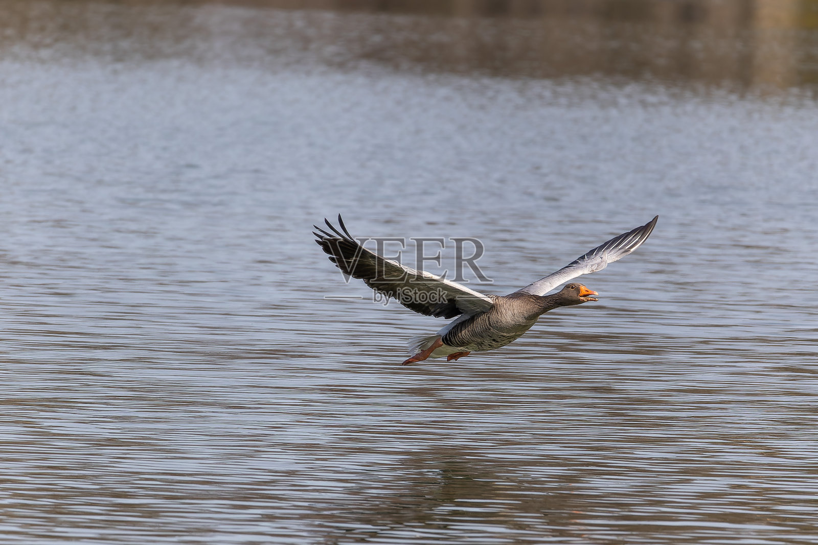灰雁，灰雁是一种大型鹅照片摄影图片