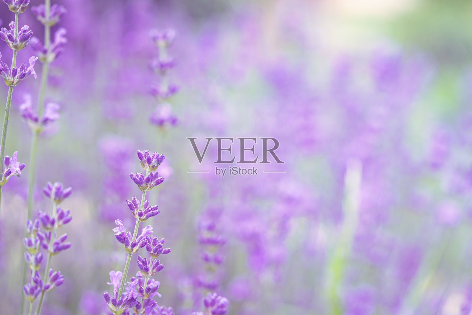 紫罗兰香薰衣草花。照片摄影图片