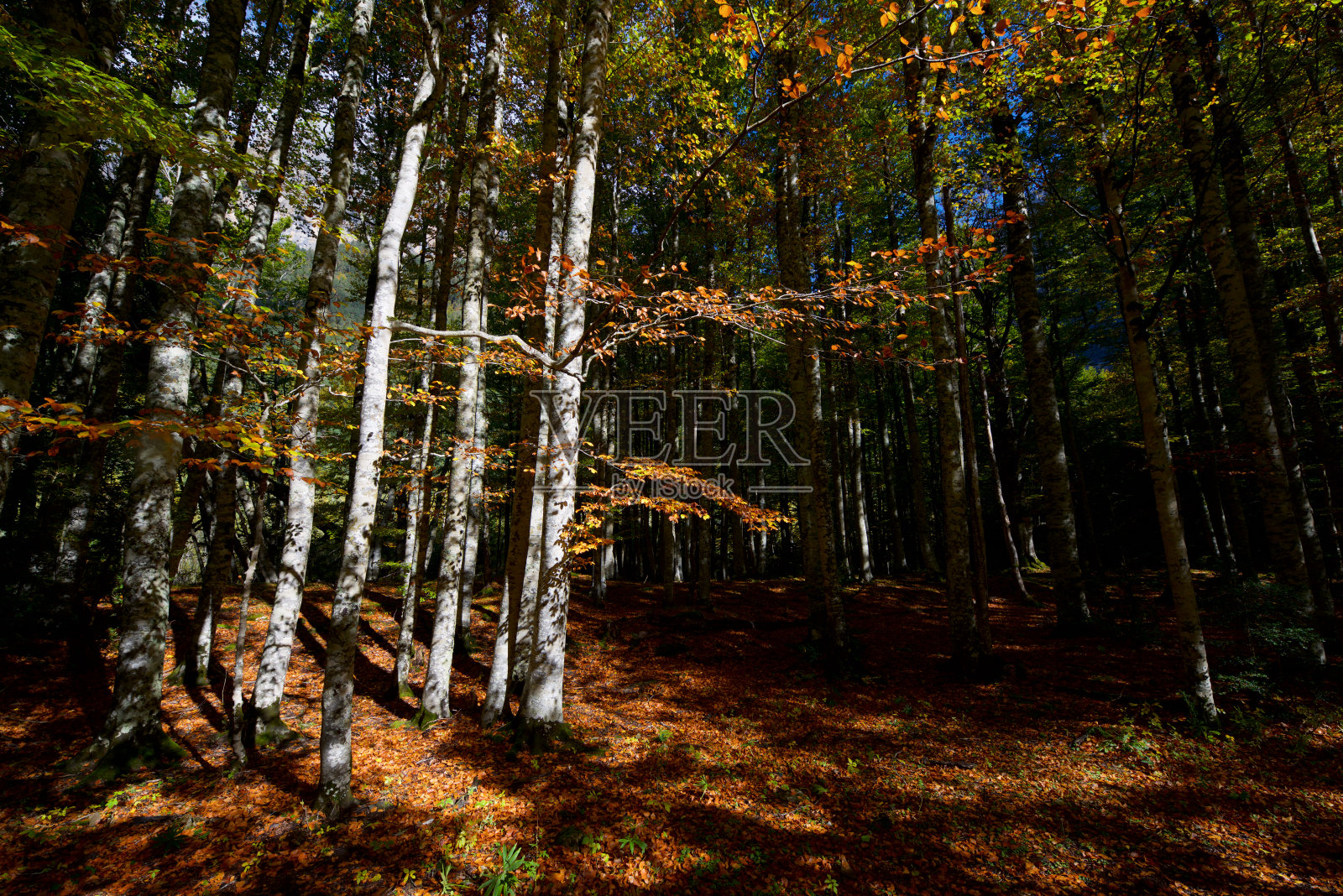 奥尔德萨国家公园照片摄影图片